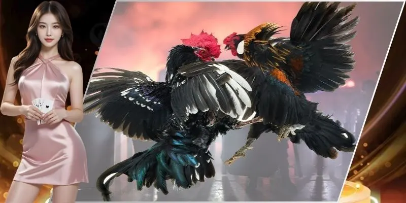 Đá gà miền Nam: Lịch sử, giống và kỹ thuật huấn luyện